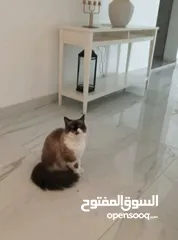  2 قطة هملايا