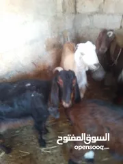  5 شعاري ثنتين  بيضا وسودا عمرهن حوالي 14 شهر بالصلاة على النبي   مكتملات شروط الاضحيه والعقيقه