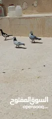  4 متاح 3جواز جوز لهوارت قراقطه وجوز يهوديات تركيب جديد وفي جواز بلجيكي زرزور عل بلجيكي