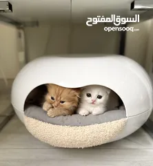  2 Adorable Scottish fold chinchilla kittens