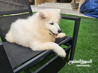  3 هاسكي Husky