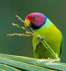  2 فراخ ببغاء بلم هيد ببغاوات نادرة أسعار منافسة بضاعة مميزة للباحثين عن التميز وتغيير المألوف في السوق
