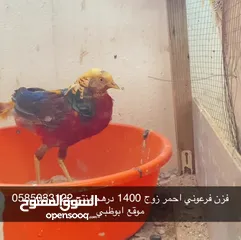  10 طيور فزن و حمام و طاووس