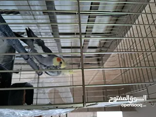  6 جوز كوكتيل ذكر وانثى اليفات جدا والذكر صوته بجنن وشو ما بتسمعه بتعلم الصوت او الاغنيه.