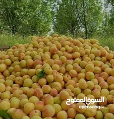  3 "مشمش أذربيجان"ایران