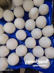  3 لبن غنم طازج ونظيف شغل ألف ألف