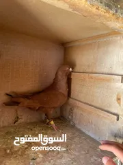  4 حمام ما شاء الله للبيع شوف الوصف