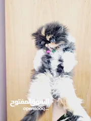  5 قطط بيرشن زورار