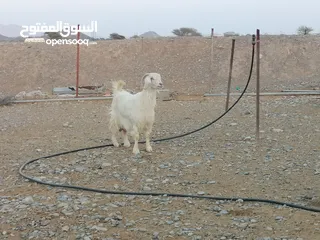  1 شاه من حلال الجواميد