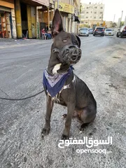  12 كلب ملينو عمر 5شهور للبدل عل كلب  بوبي