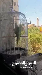 10 شيكو  ببغاء درة هندي يقلد صوت القطة  وسكر ا تصفر وتحاول الكلام مع قفص واكل التوصيل داخل نابلس بعشرين