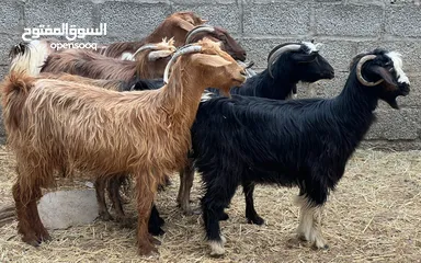  2 اغنام عمانيات جباليات من حلال بني سعيد يصلحن للتربيه بعضهن عشرات حلال طيب مصدرهن من قطيع واحد كلهن