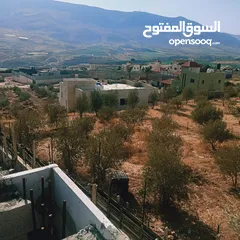  3 دونم زيتون في النصارية