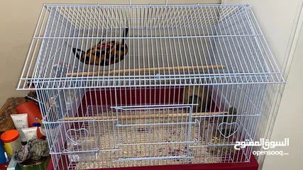  5 2 flying squirrels comes with a cage and toys