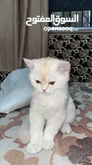  9 قطط سكوتش فولد 3 اناث وذكرين