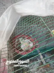  9 طيور كناري للبيع