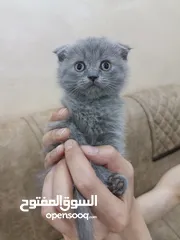  4 قطط سكوتش فولد شورت هير العمر 55 يوم بسعر ممتاز