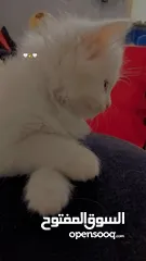  2 لبيع في خربت السوق
