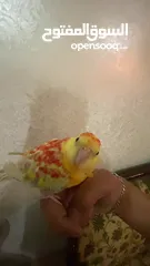  2 ببغاء مزامير للبيع