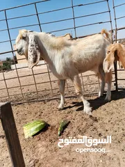  4 بسم الله ماشاءالله تبارك الرحمن ثني بعدو مو مبدل النوع (الصفدي)