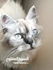  2 قطط مكس للبيع