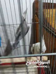  3 زوج كوكتيل وايت فيس