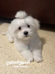  8 فرينش تيرير صغير عمره 4 شهور