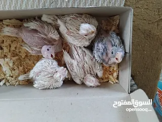  4 فراخ كوكتيل زق يدوي سحم الكفارات