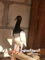  1 فراخ يهوديات 16 حبه جميع الألوان مفطومات جاهزات للجرد