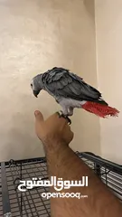  7 كاسكو مزرعة للبيع حبة بالصلاة علنبي