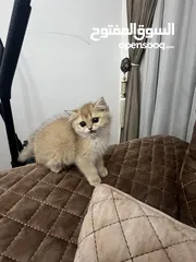  2 قطط سكوتشات