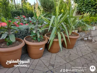  23 نباتات منزلية متنوعة متوفر جميع الانواع والاحجام مشاتل 22 مايو