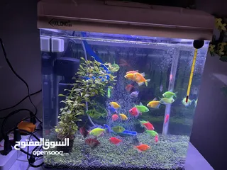  2 35 L aquarium tank,40 color full glow fish,heater,filter and oxygen motor