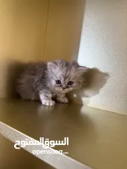  4 قطط شانشيلا عمر 2 شهرين للبيع بسعر العرض 500 شيكل