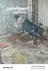  15 11 جوز مساويد، كشامره هومرات محيرات بواز مزهورات اسطنابله