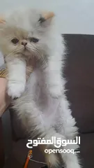  5 قطة بيرشن عمر شهرين
