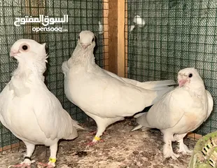  4 حمام ارافل قجم بيض قطن