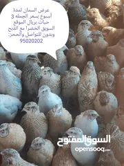  1 دواجن بياضه ومنتجه عمانيه فرنسيه بمختلف الاحجام والأعمار وغيرها من الطيور