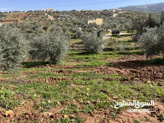  4 ارض مميزة تصلح لمزرعة او شاليه مقابل مطعم بيت شاكر والاسطبلات الملكية