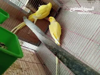  2 جواز دره نخب شغاله