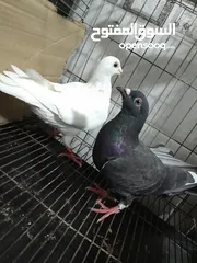 6 قصيين كرزلى القص زغلولين كشك بنيدى  شابةهزاز  دكر زايف بكستانى