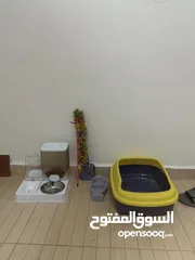  7 قط بريتش مكس سكوتس للبيع