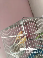  1 جوز كنار شغال للبيع بسعر مغرررري