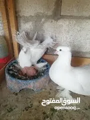  1 مطلوب حمام هزاز