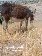  3 جحشه زرقا قطعه حلوه