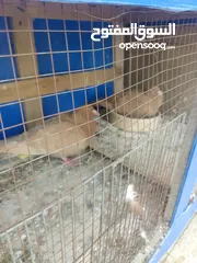  9 جواز حمام للبيع