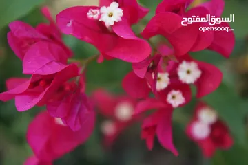  20 كاميرا canon eos 1200D فل hd بحالة ممتازة جدا للبيع بسعر مغري مع كامل مستلزماتها + هدايا عديدة