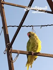 4 ببغاء الدرة الهندي
