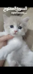  9 قطط صغيرة للبيع مكس شيرازي