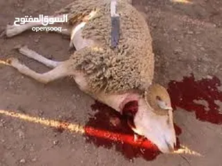  1 لحام وجزار اضاحي